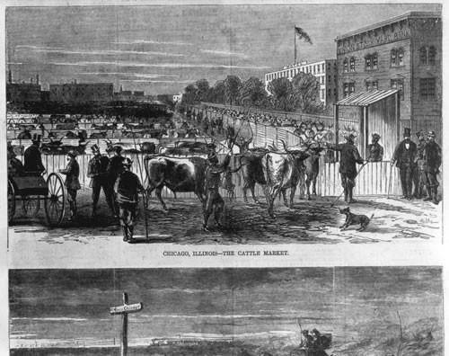 Chicago Markets - Cattle - Chicago, Ill