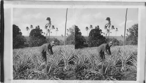 Prodigal Nature, a pineapple plantation in Hawaii