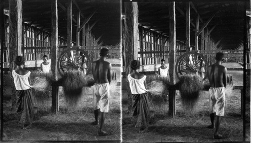 In A Filipino Rope Factory, Manila. Cleaning The Hemp Fiber. Philippines