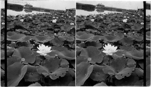 Lotus Beds. Close up of Bloom