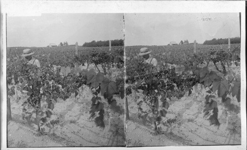 New Jersey. Picking grapes in a New Jersey vineyard