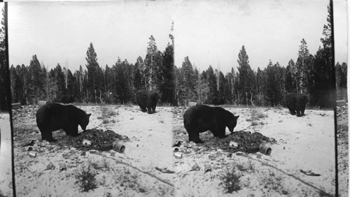 Bear on feeding ground, Yellowstone Natl. Park. Wyoming