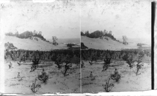 Planting to stop the sand, rye in foreground, Jack Pine, Dune Park, Indiana