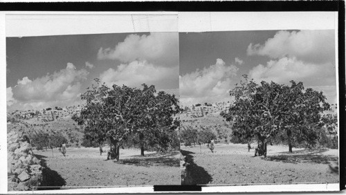 (8) Fig tree in a green on the terraced slopes N. E. of Bethlehem. The stone wall points up to the northern part of the city of Bethlehem