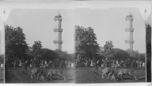 Prince of Wales, India. Sambar Fighting