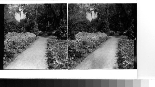 North Carolina, Orton Plantation: Amid the moss-draped live oaks and beautiful azalea gardens at Orton Plantation on the Cape Fear River south of Wilmington, N.C. Sawders, 2/14/56