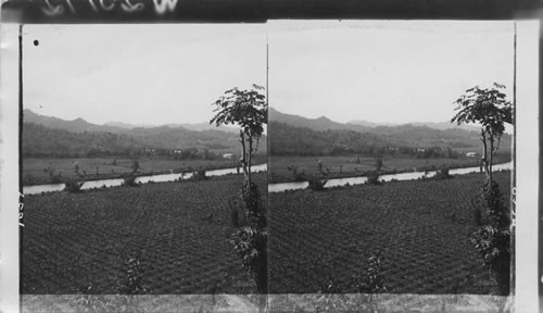 Golden Vale Banana Plantation and the Rio Grande River - A young banana walk in the foreground, Jamaica