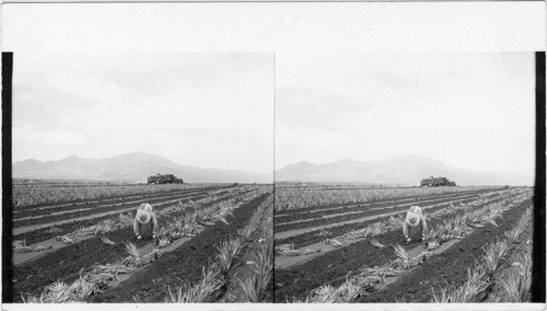 Planting Pineapples - Is. of Oahu. Hawaii
