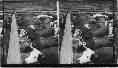 A lot of sleek Steers. Food for all Continents. Stock Yards