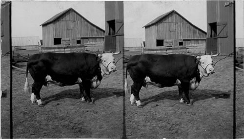 A Prize Bull Kansas