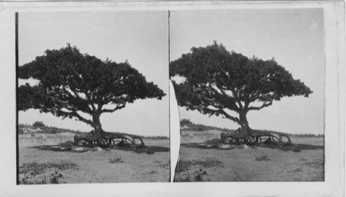 Picturesque old Sycamore tree on the beach near Jaffa, Palestine