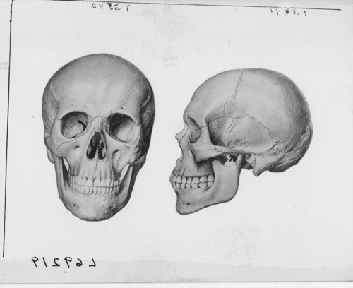 HEALTH UNIT - Skeletal and Muscular System. Set #5, L69219 - Human Skull, Front and Side Views