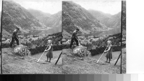 Making hay above Merok. Head of Gieranger Fjord. Norway