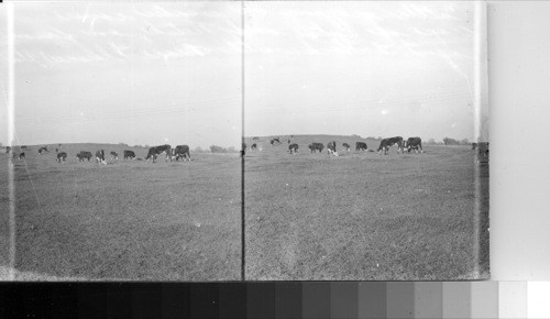 Cattle grazing on winter cover crop of oat and netch [vetch?], on farm of t. t. Hackworth near Florence, Ala