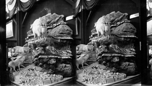 Rocky Mountain Goat, Smithsonian Institute, Columbian Exposition