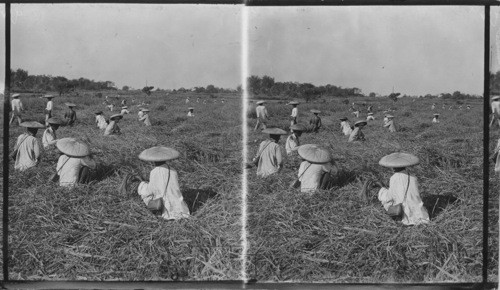 Harvesting Rice, Philippines