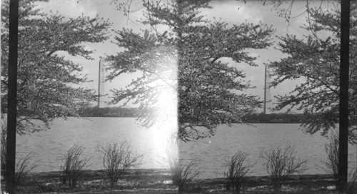 Washington Monument, Cherry Blossom Time. Wash., D.C