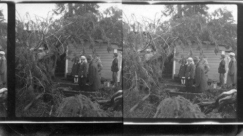 Inspecting large fir tree which fell through cottage at Prince Rupert, B.C. Canada