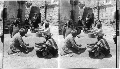 Measuring wheat in a Bibical way - Bethlehem. Palestine