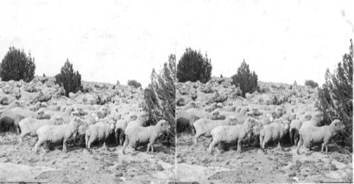 Colorado. Sheep in Pasture