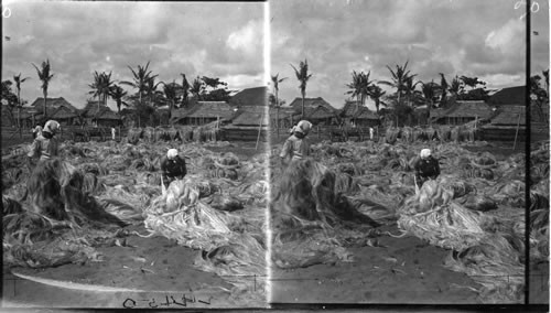 Manila Hemp Industry - Spreading Hemp To Dry. Philippines