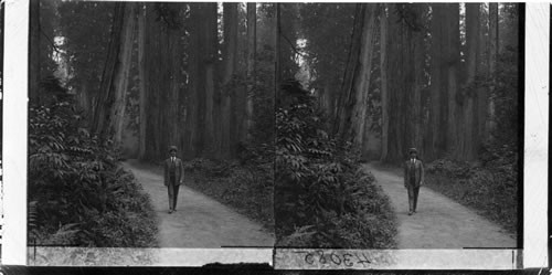 Red Cedars and White Pine Trees, Vancouver