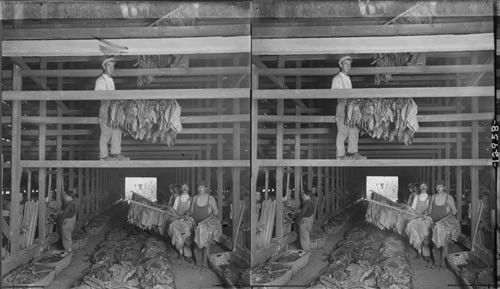 Hanging Tobacco in Drying Shed, Conn. Interior of a drying shed where the leaves are hung for curing. Granby, Conn