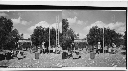 Picking Olives in Orchard by Road to Bethehem, just about 1/2 mi. n. of Bethlehem