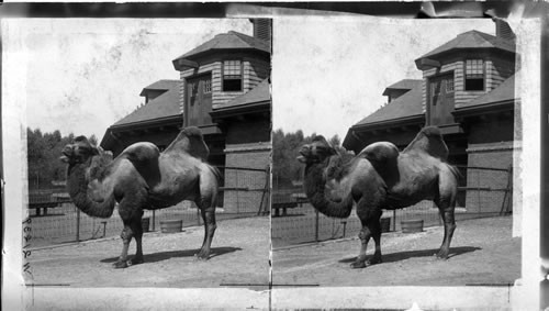 Bactrian Camel (Central Asia) in the zoo. Lincoln Park