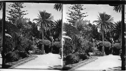 In the beautiful Jardin d’Essai, Algiers, Algeria