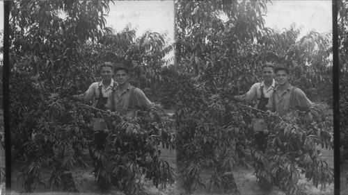 Close View of Peaches. Niagara Falls, Ontario, Canada