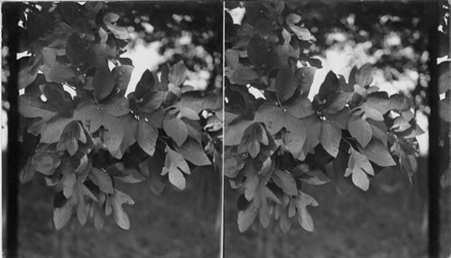 Sassafras tree showing mitten shaped leaves. Near Meadville, Penna