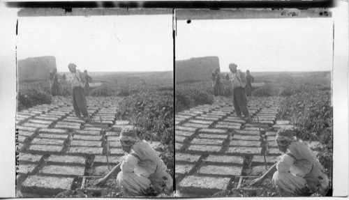 A Brick Factory near Nineveh - Making Sun-dried Bricks. Mesopotamia