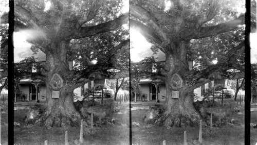 Wye Oak Tree 375 yrs. old, spread 375 feet. Diameter [of trunk] one foot from ground, 18 ft - 3 inches. Queen Anne's Co., near Wye Mills, Maryland