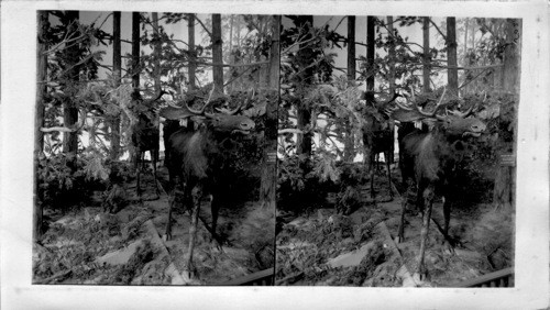 A Group of Moose in the Minnesota Wild Game Exhibit. St. Louis World's Fair