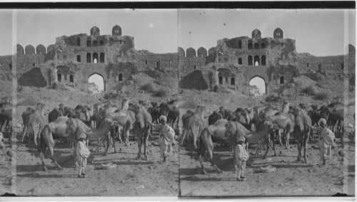 Camels and Their Drivers Among he Ruins of Ancient Delhi, India