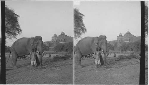 Delhi Gate of the Fort - Agra- India. Elephant in foreground