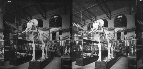 National Museum. Skeleton of Elephant. Wash., D.C. [Smithsonian Institute, National Museum of Natural History]