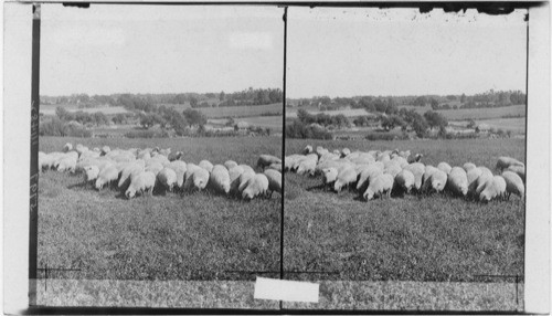 Prize winning sheep in a Michigan pasture. Michigan