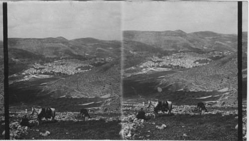S.W. from Ebal over Shechem - Palestine