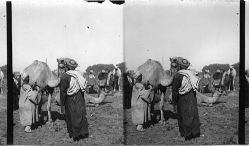 Shearing Camels, Luxor Market. Egypt