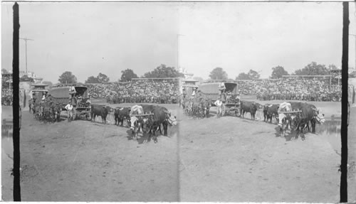 Ox-Team and Covered wagon, La. Pur. Expo., Missouri