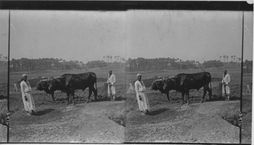 Egyptian Farmers Tilling the Soils near Ancient Memphis, Egypt