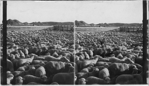 Montana. Sheep Corral- ? A Sheep pen