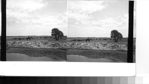 Hendry County near Clewiston: Except for the hyacinth-filled canal and the typical Florida palmetto, this scene might well be in the western plains. The Florida cowboy and the herd he is riding are on a cattle ranch a few miles west of Clewiston not far from Lake Okeechobee. The water in the canal which serves as a water hole for the cattle comes from the Lake, and lands in this region running westward toward Fort Myers are excellent in their plains-like formation for grazing cattle. Cattle raising is becoming a very important part of Florida's economy