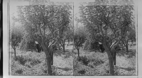 How New Sheets are Grafted on Old Apple Trees, Wenatchee Valley, Washington