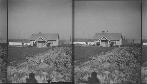 Chicken farms from reclaimed logging land, Puget Mill Company, Seattle, Wash