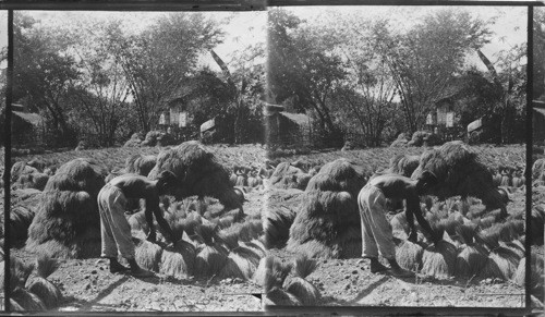 Sheaves of newly harvested rice in a Filipino farmyard. Philippines