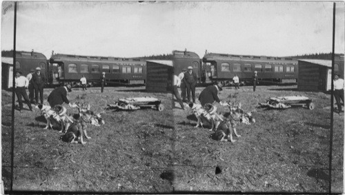 Mrs. Harding petting dogs of J.E. Carlson. Alaska