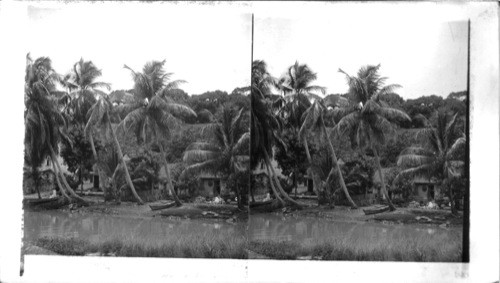 Cozy Natives Homes in the Tropical Forest, Martinique